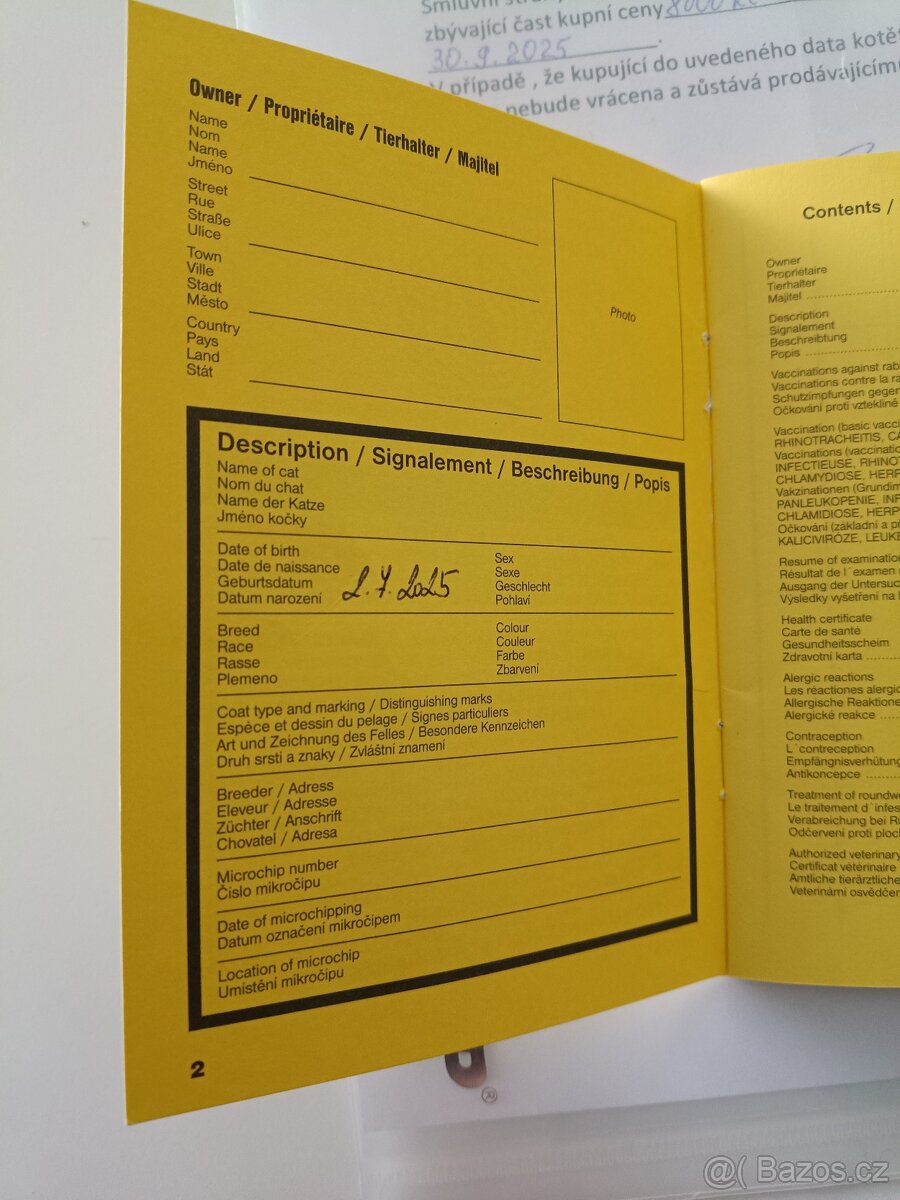 Prodám pulroční kotě - 2