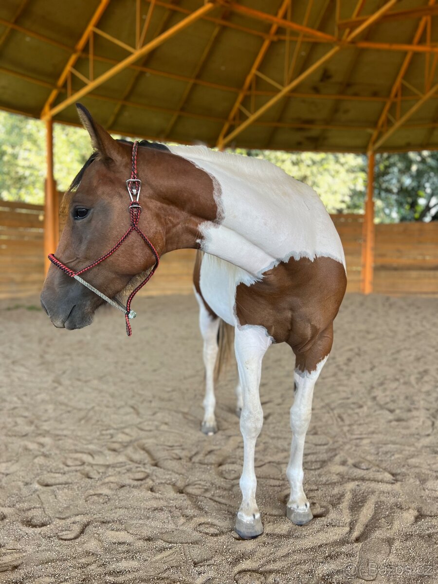 2 letá klisna Paint Horse - 2