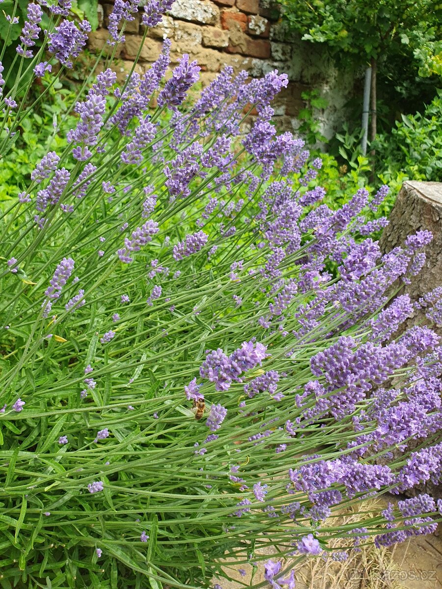 Levandule - 2