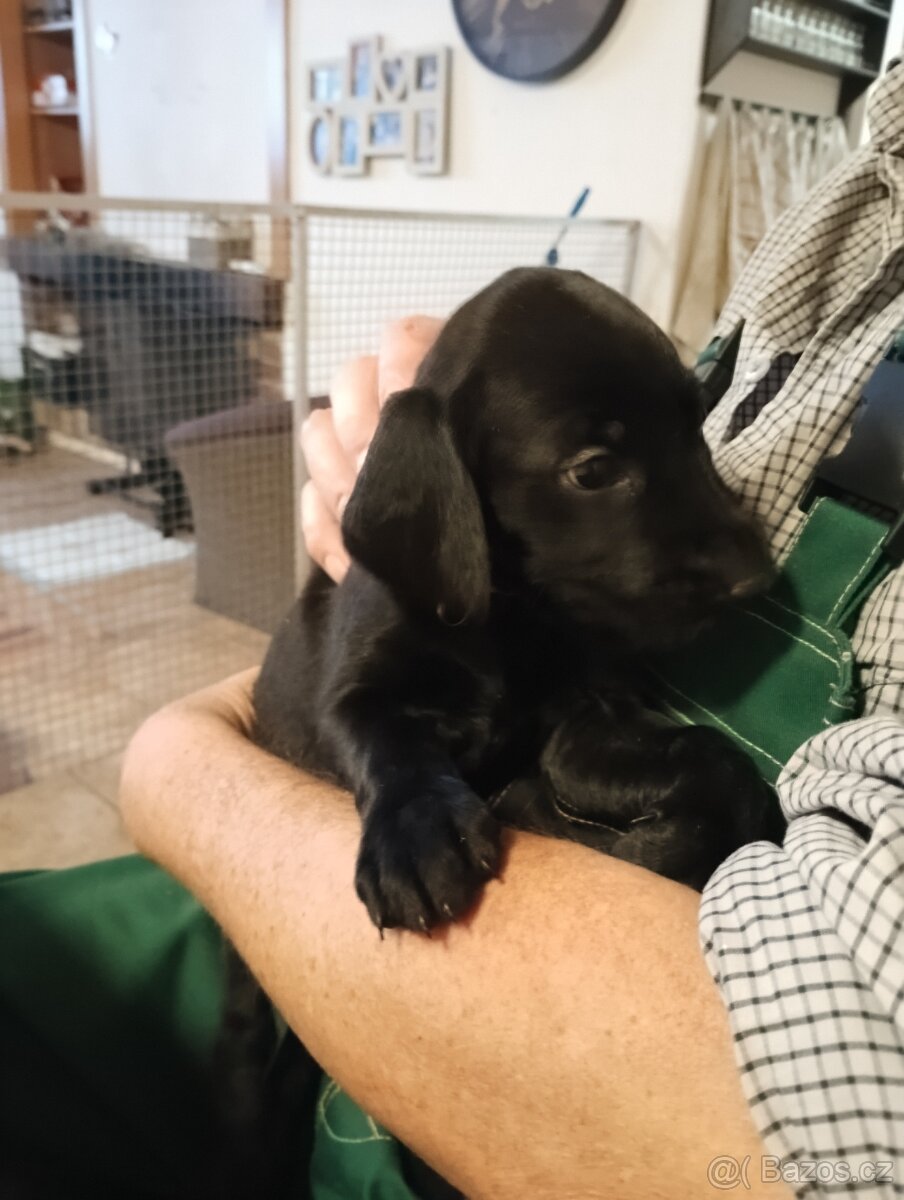 Prodám štěňátka - 2