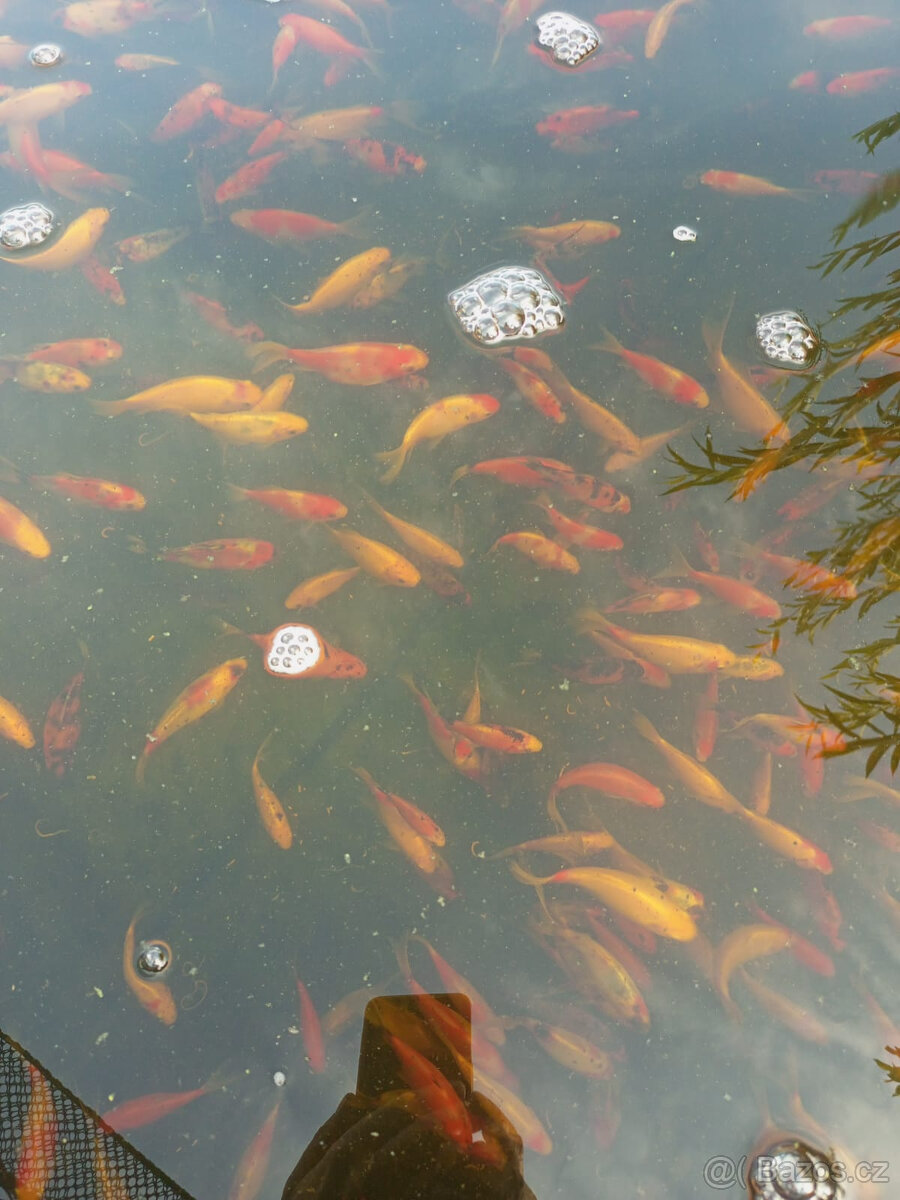 Jezírkové ryby na prodej - 2