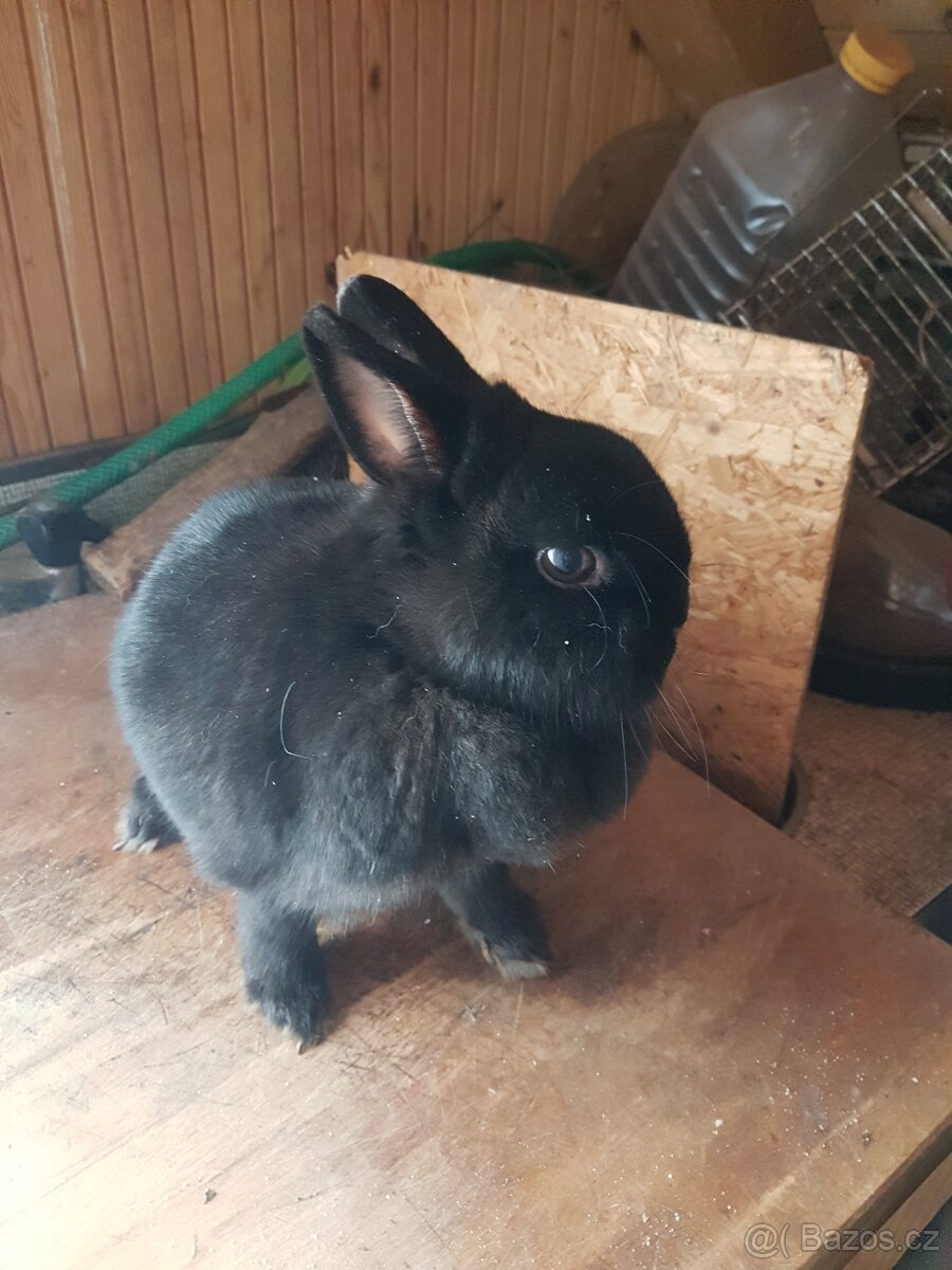 zakrslý králík - 2