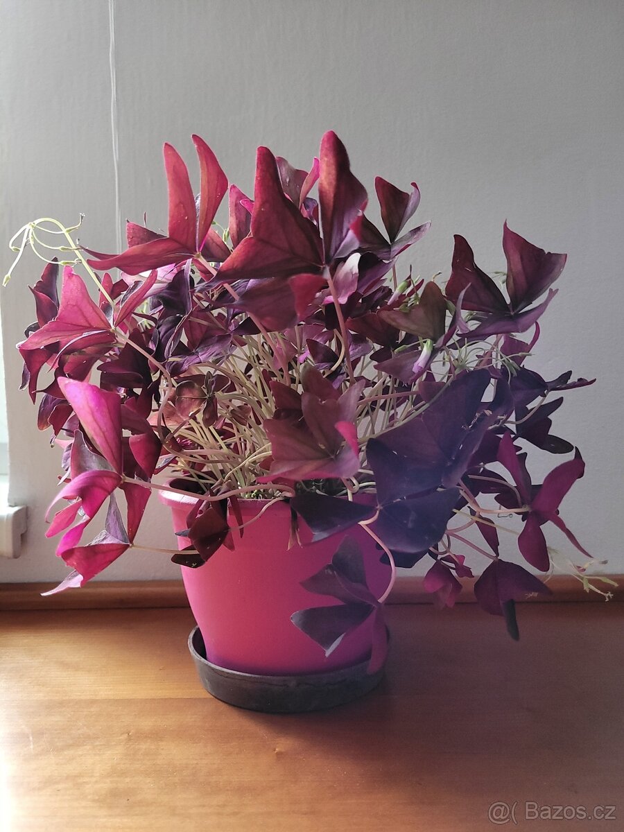 Pokojové květiny - 2