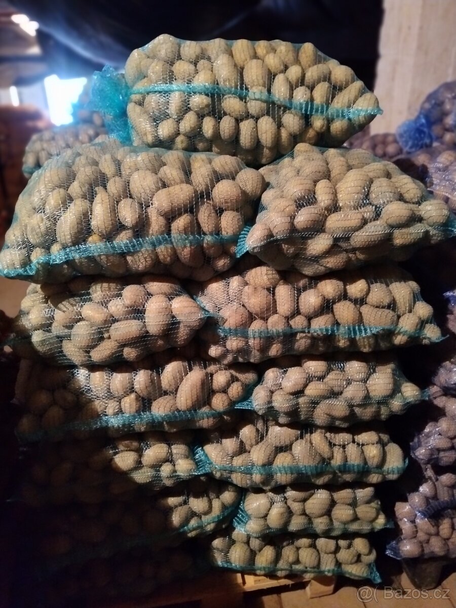 Brambory konzumní - 2