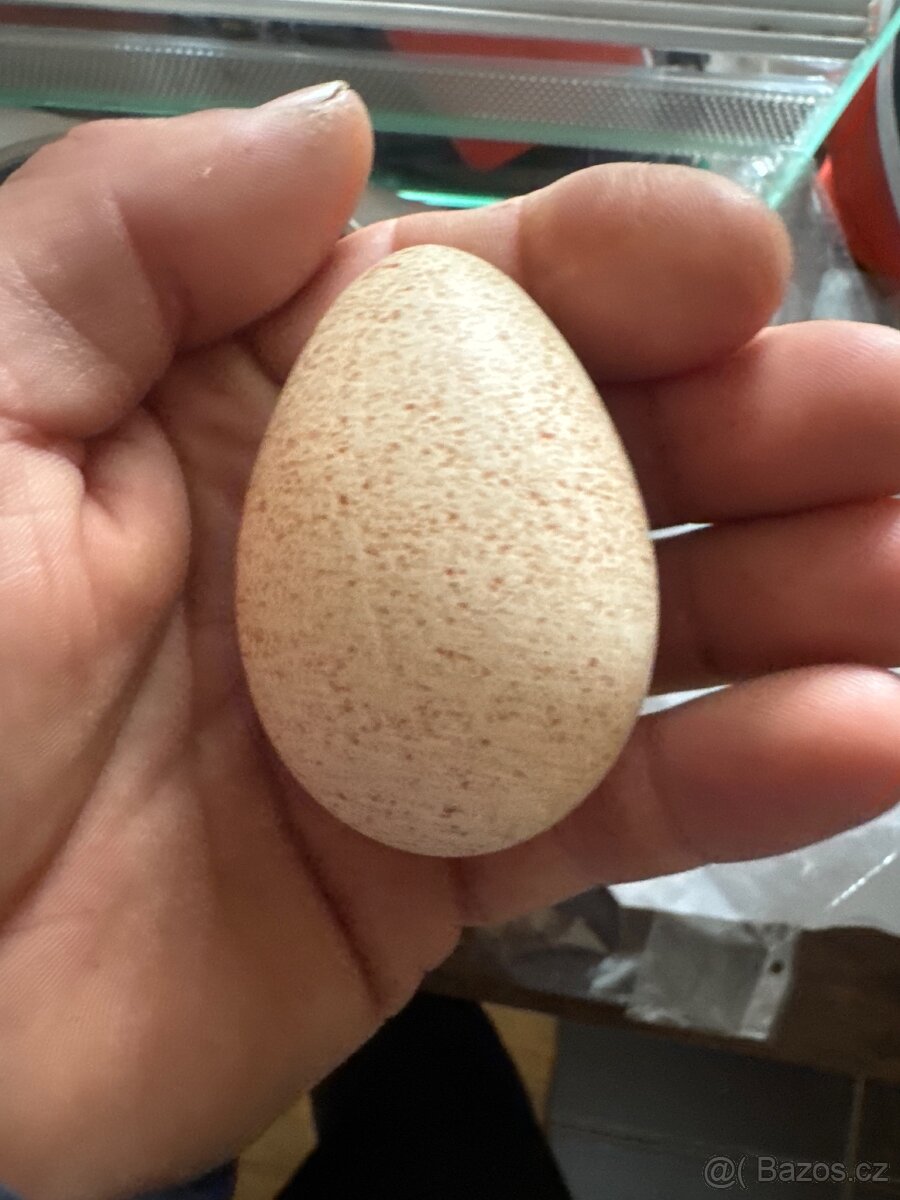 Násadová vejce slepice krůta - 2