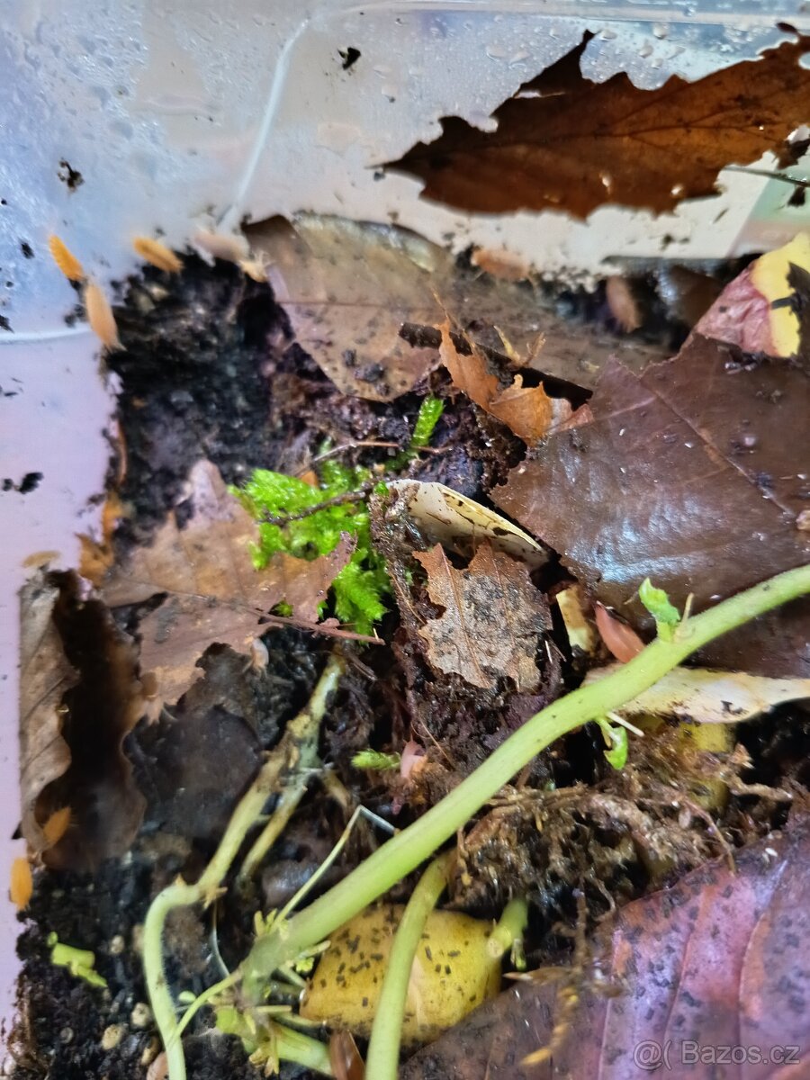 Prodej chvostoskoků a isopodů - 2