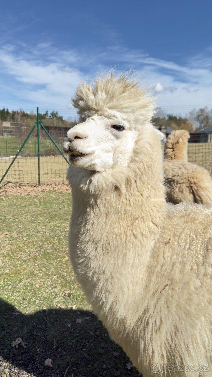 Alpaca samci - 2