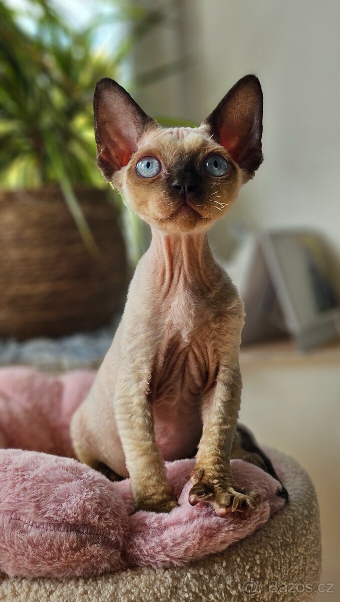 Devon rex kocourci s PP - 2