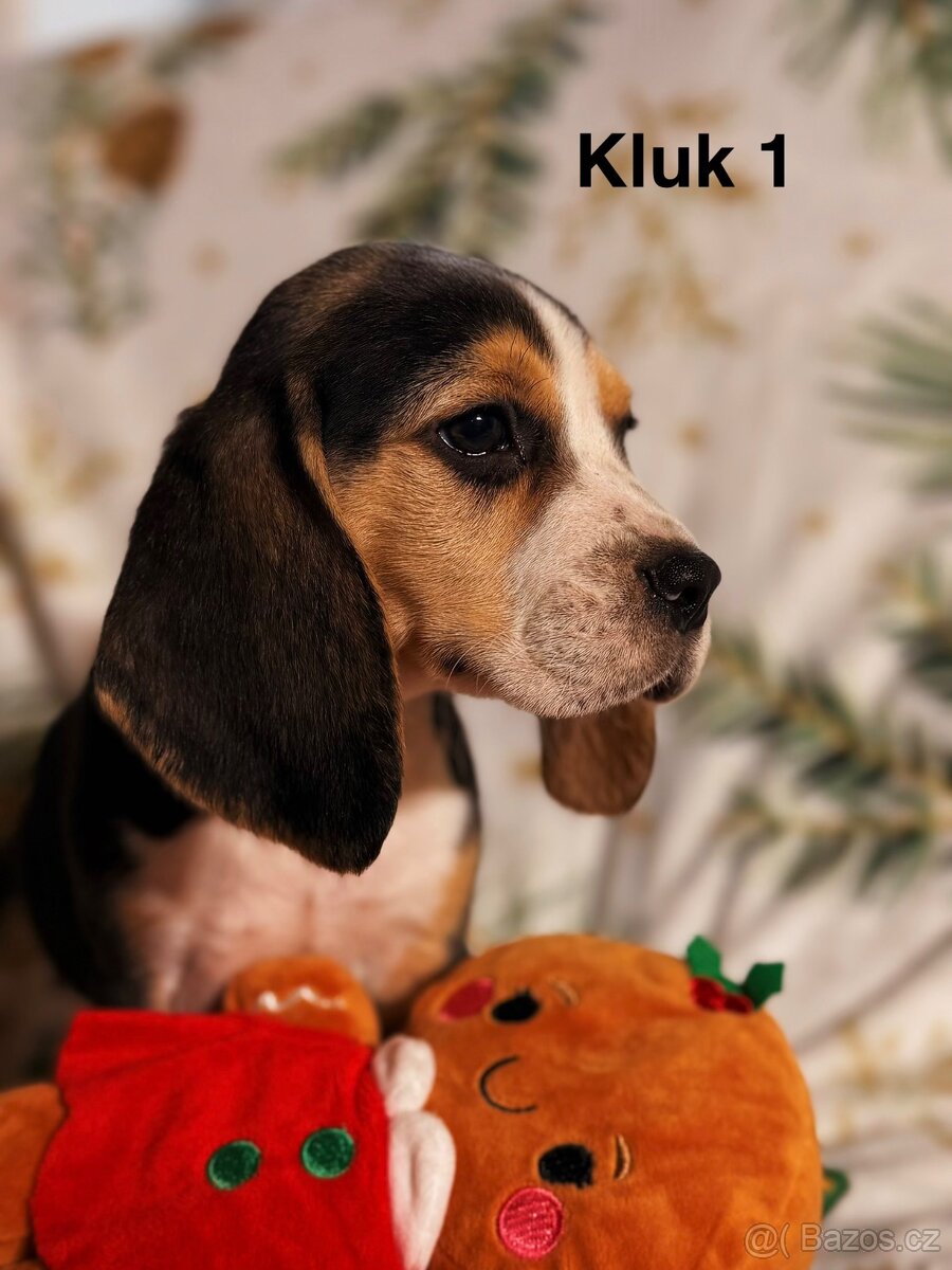 Bígl trikolor, štěňátka - 2