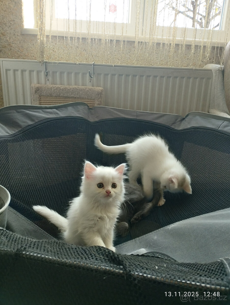 BRITSKÉ KOŤÁTKO , KOTĚ bílé, již k odběru - 2