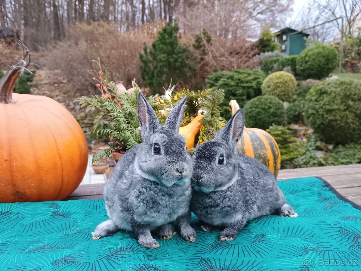 Zakrslý REX činčilový vánoční miminka - 2