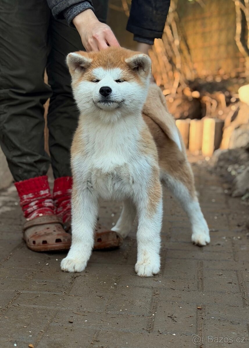 Akita Inu fenka s průkazem původu - 2