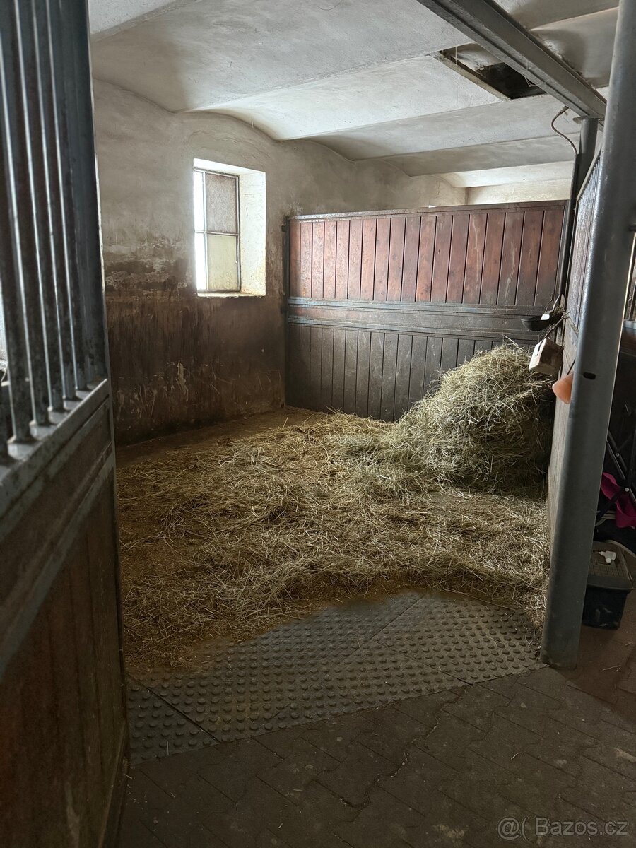 Ustájení koní - box - 2