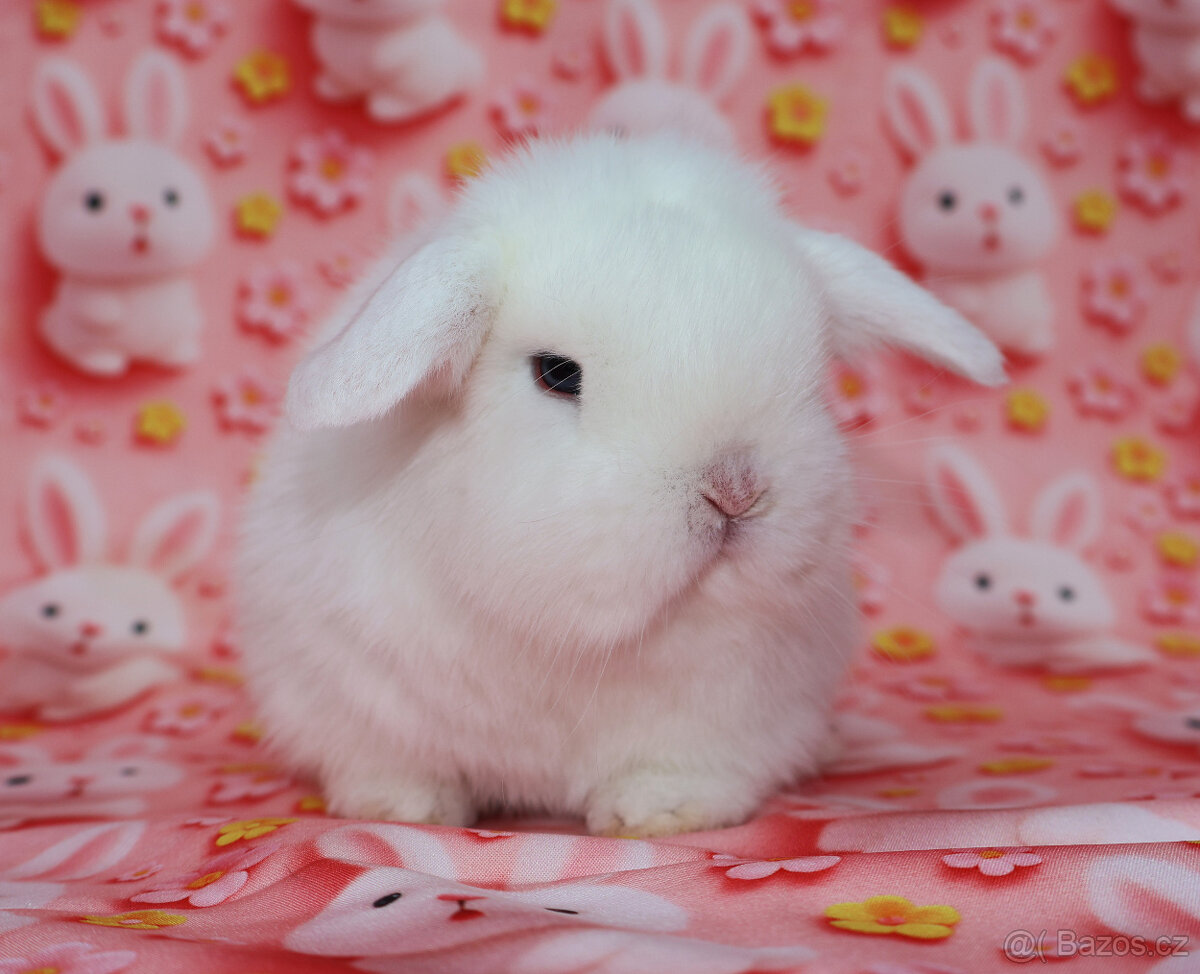 MiniLop beránek modrooký sameček - 2