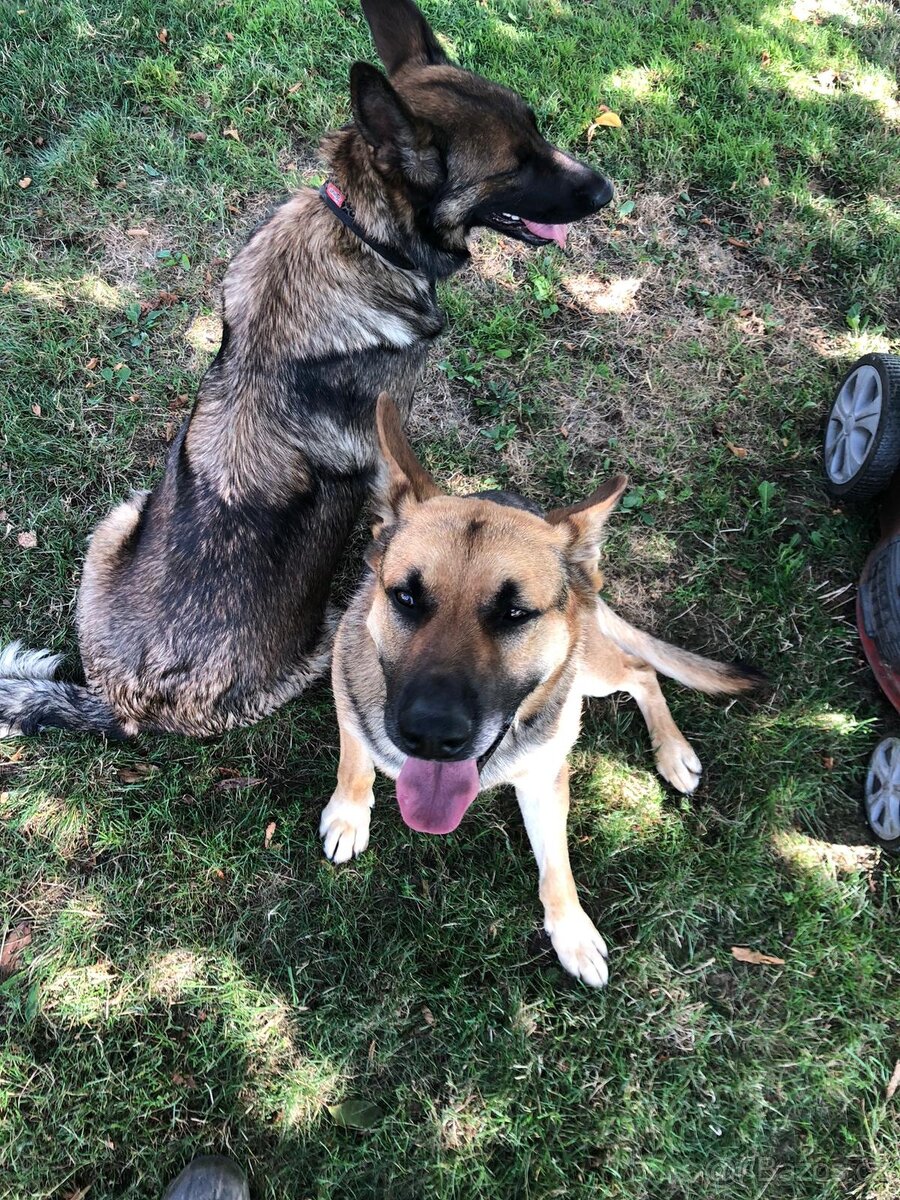 Štěňata Nemeckeho Ovčáka bez PP - 2