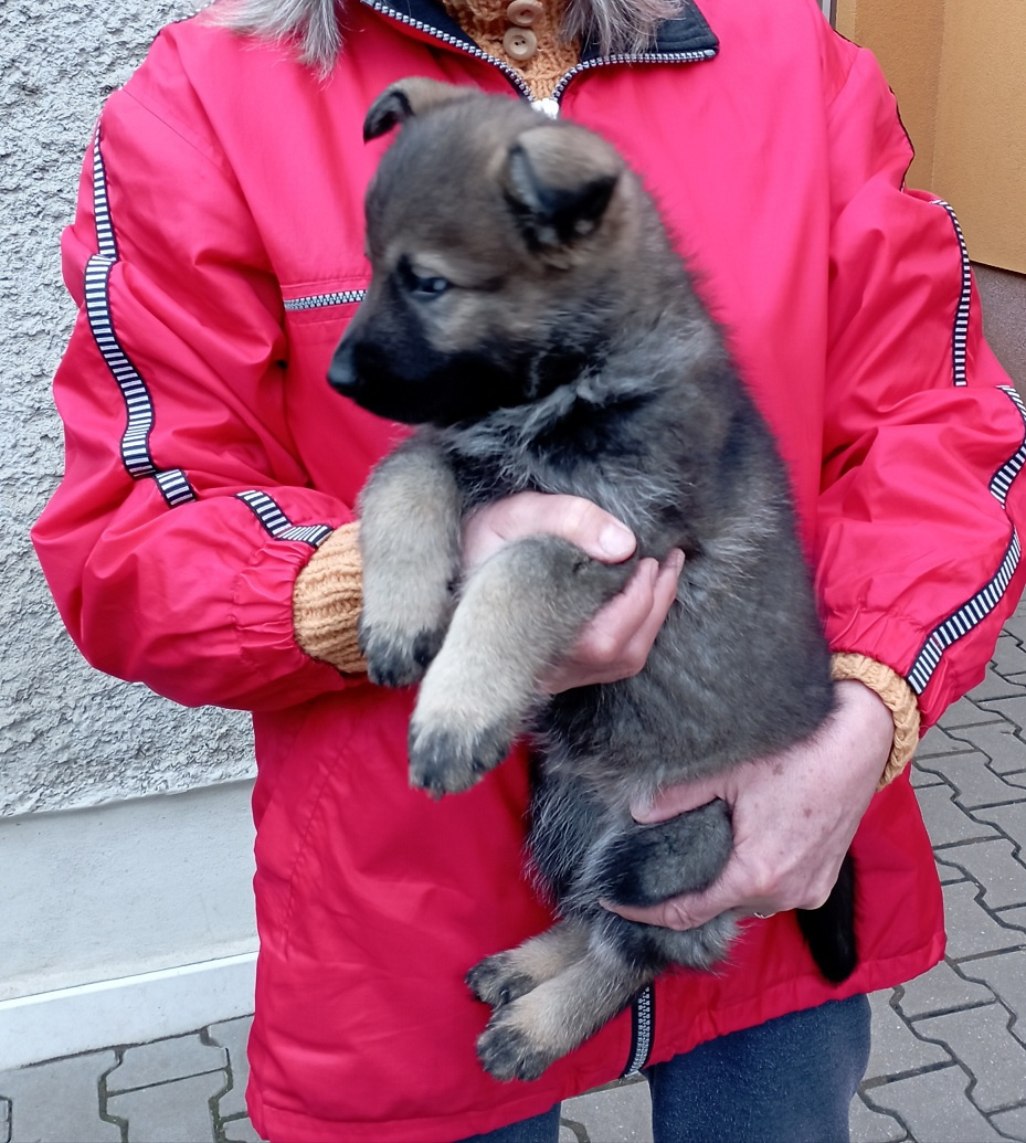 Německý ovčák štěnata s PP - 2