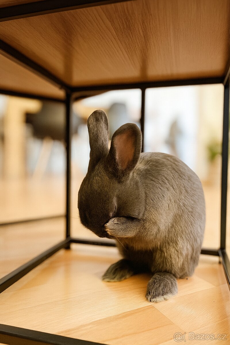 Zakrslý králík - 2