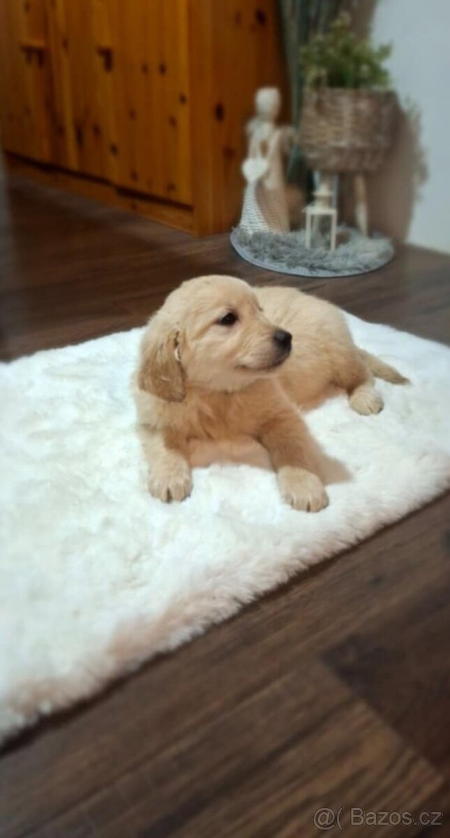 Labradorský Retrívr - 2