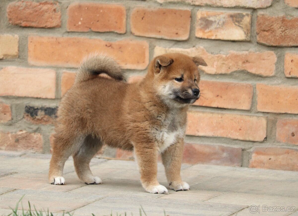 Shiba inu s PP - 2