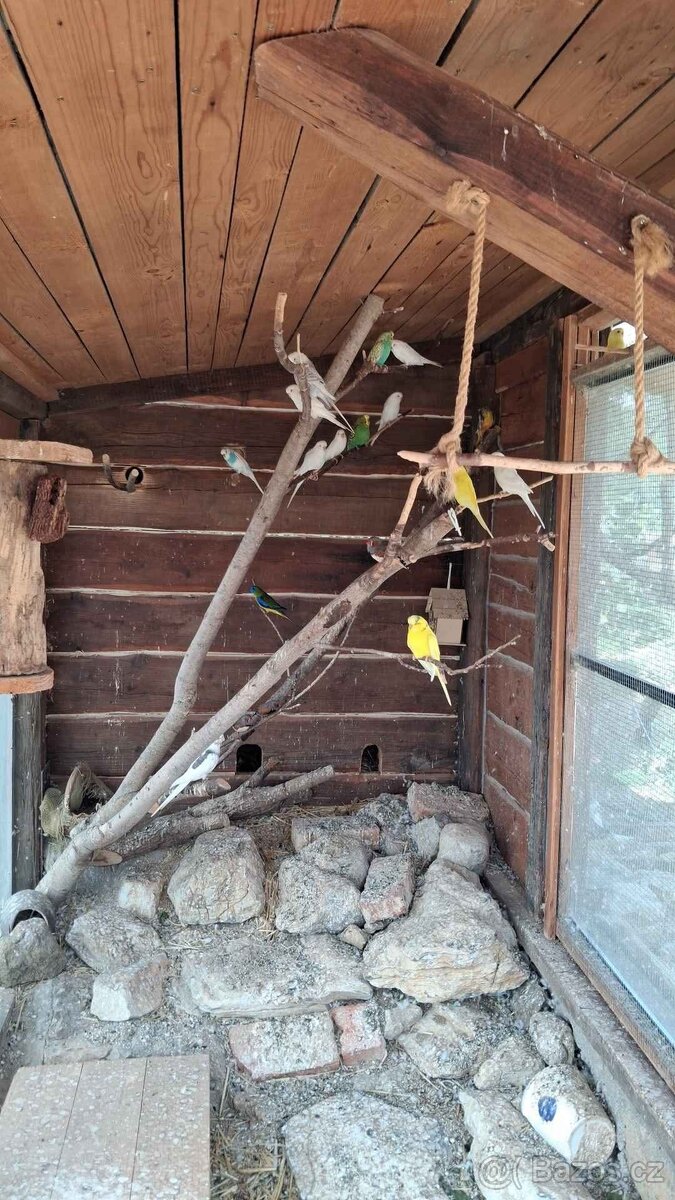 Prodám mladé korely a andulky - 2