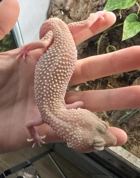 Diablo blanco gekončík samice - 2