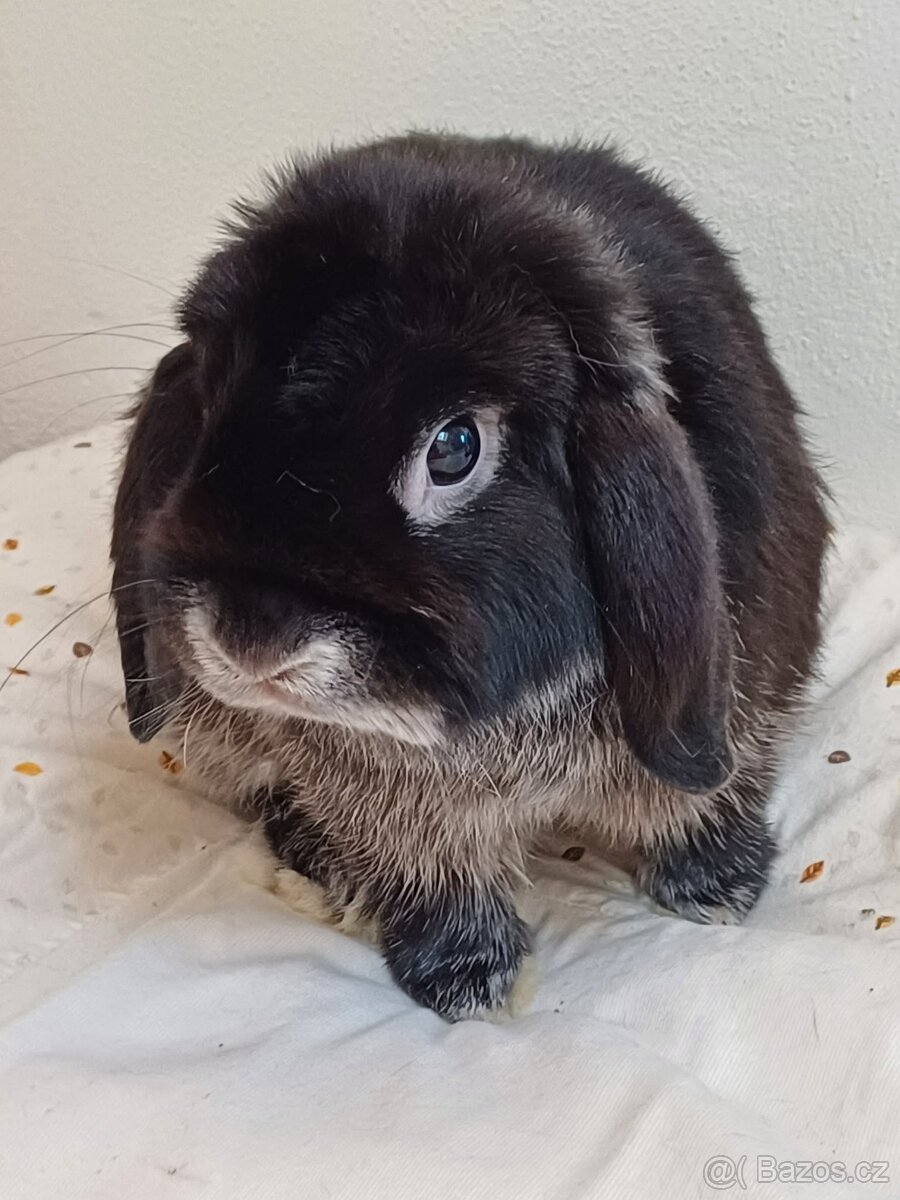 Chovný MiniLop Sameček - Krteček - 2