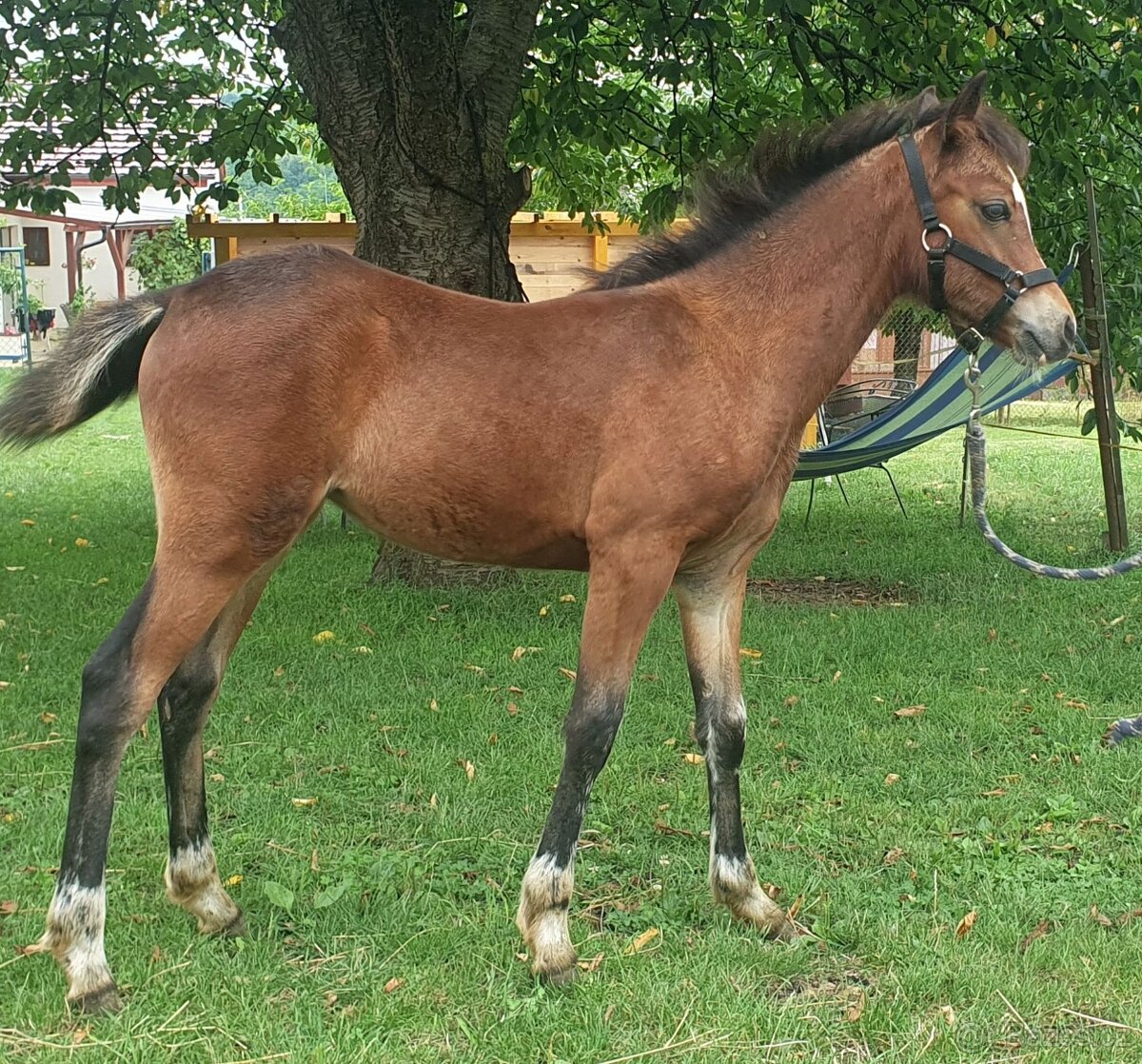 kobylka Welsh pony B - 2