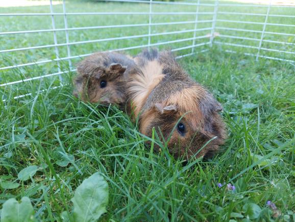 Prodám 2 morčata – samičky (2 roky, rozetové) - 2