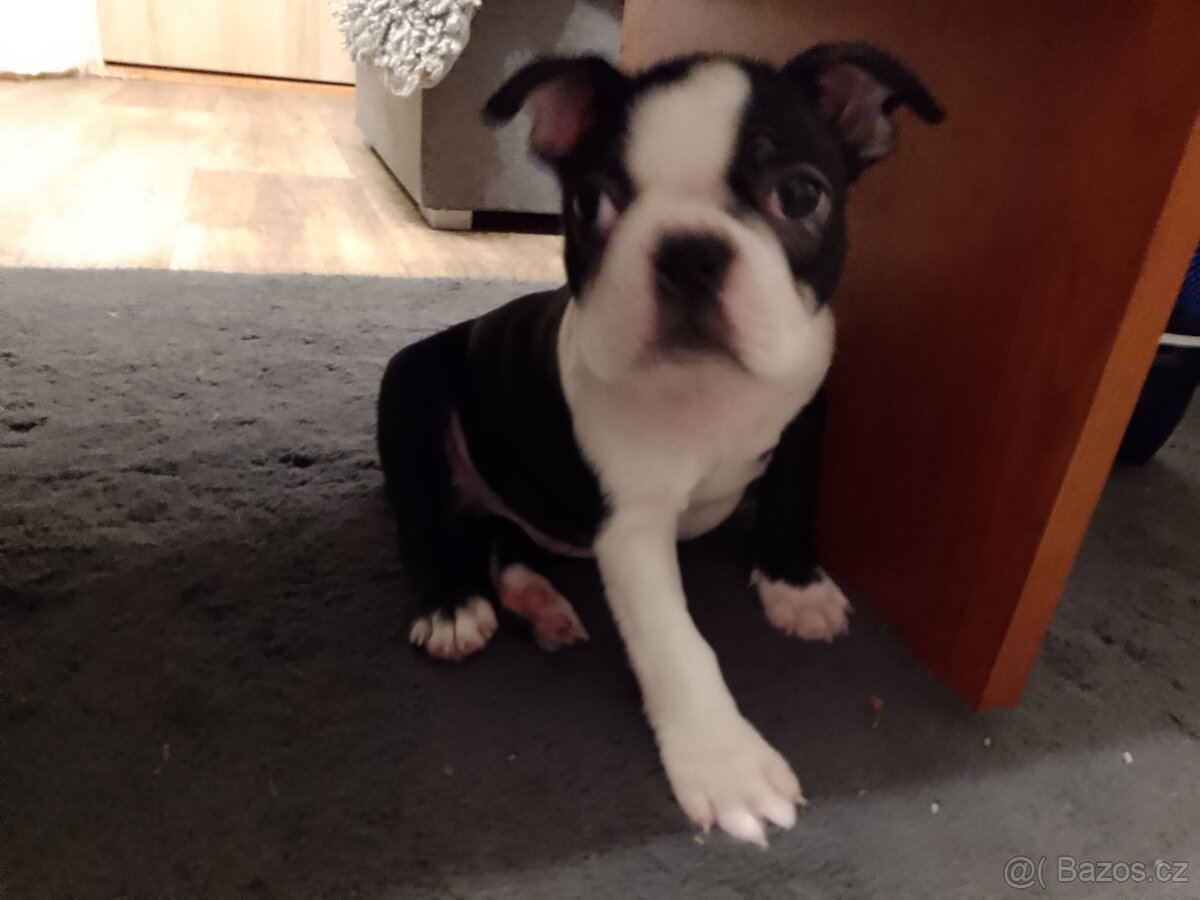 Bostonský teriér s PP FCI - 2
