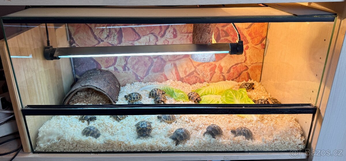želva zelenavá - Testudo Hermanni - 2