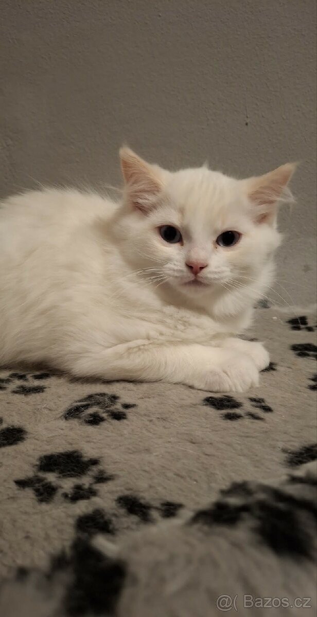 Red ragdoll bez PP - 2