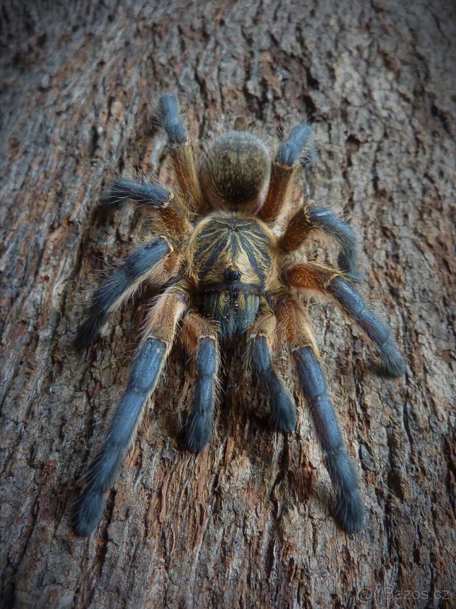 Sklípkani akce do 17.8 - 2