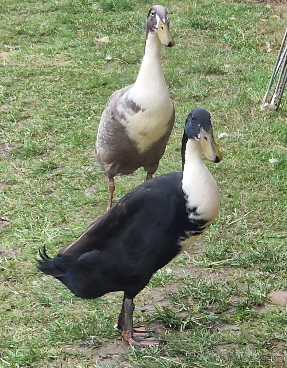 Kačeři indického běžce – prodej a výměna - 2