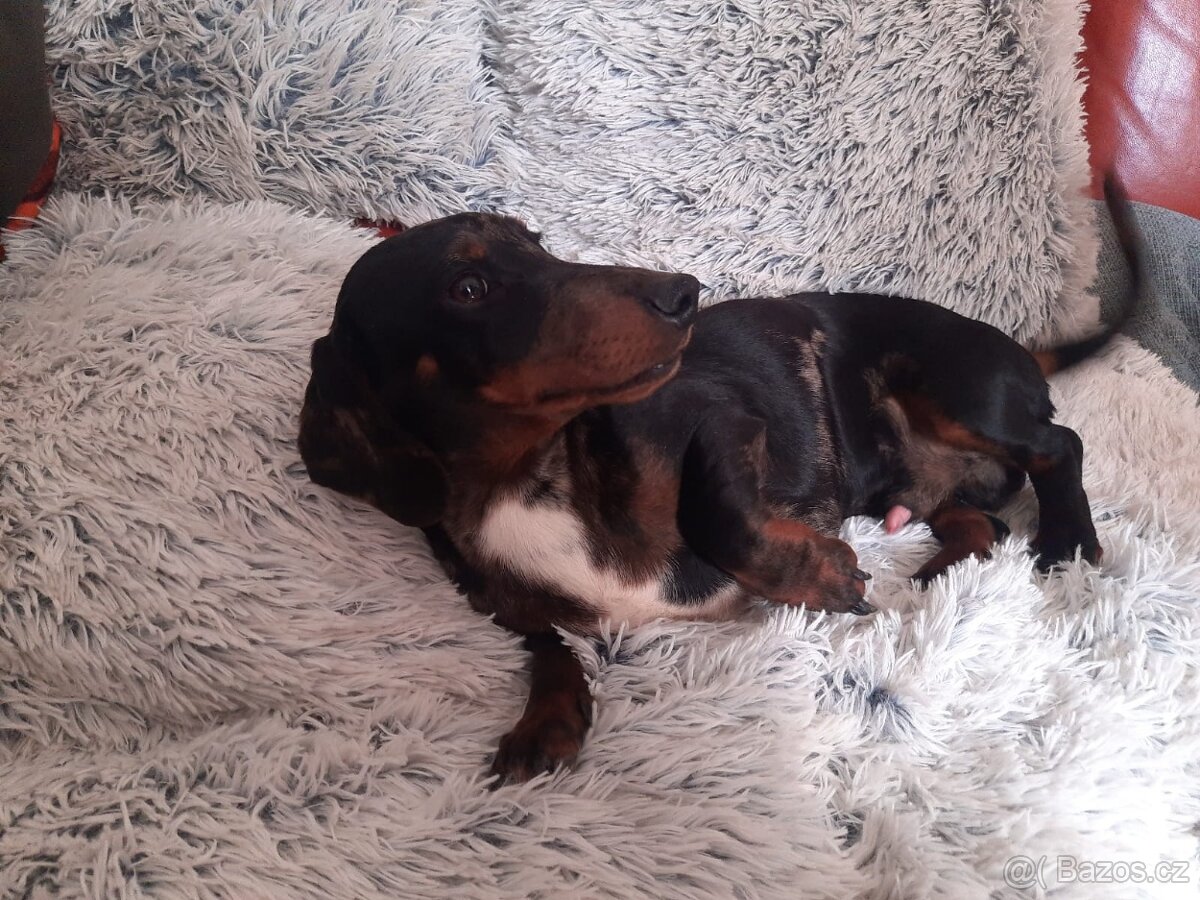 Jezevčík hladkosrstý trpasličí - 2