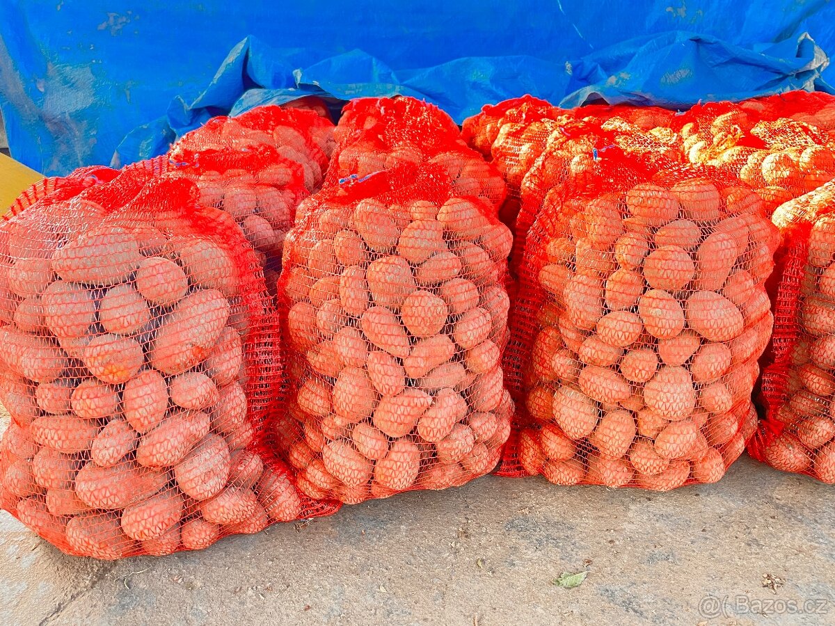 Brambory na uskladnění - 2