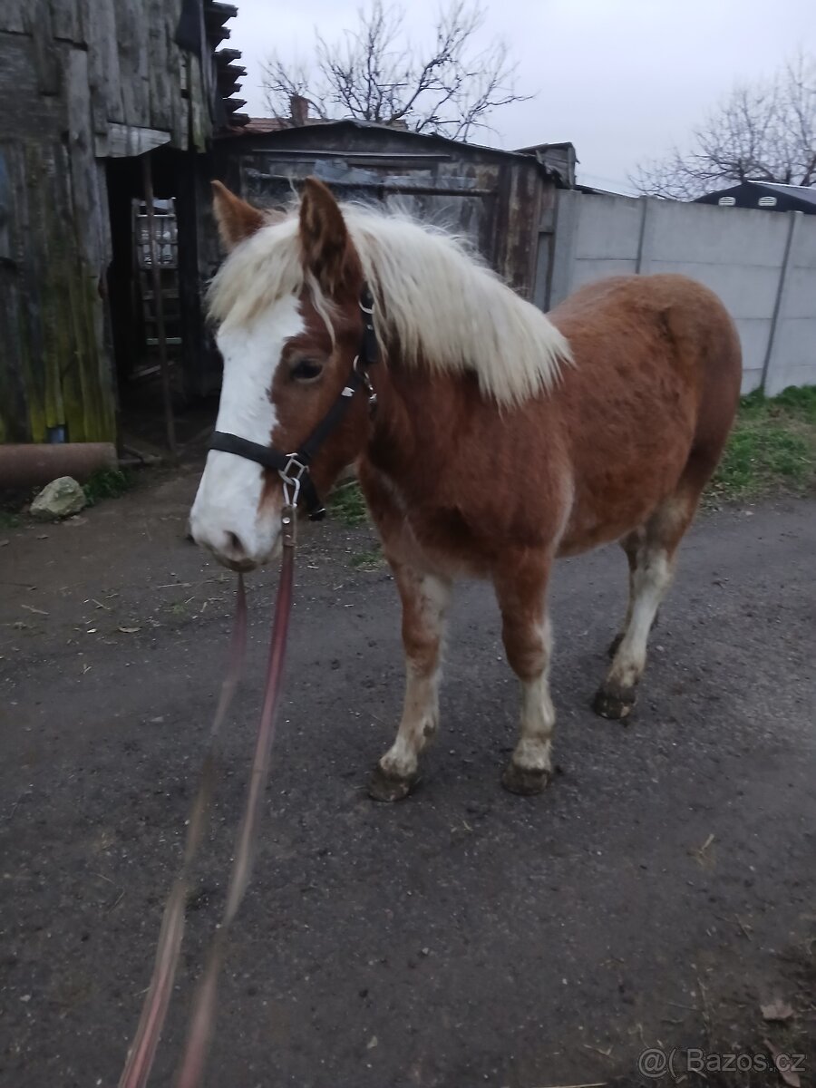 Prodám kobylku čmb - 2