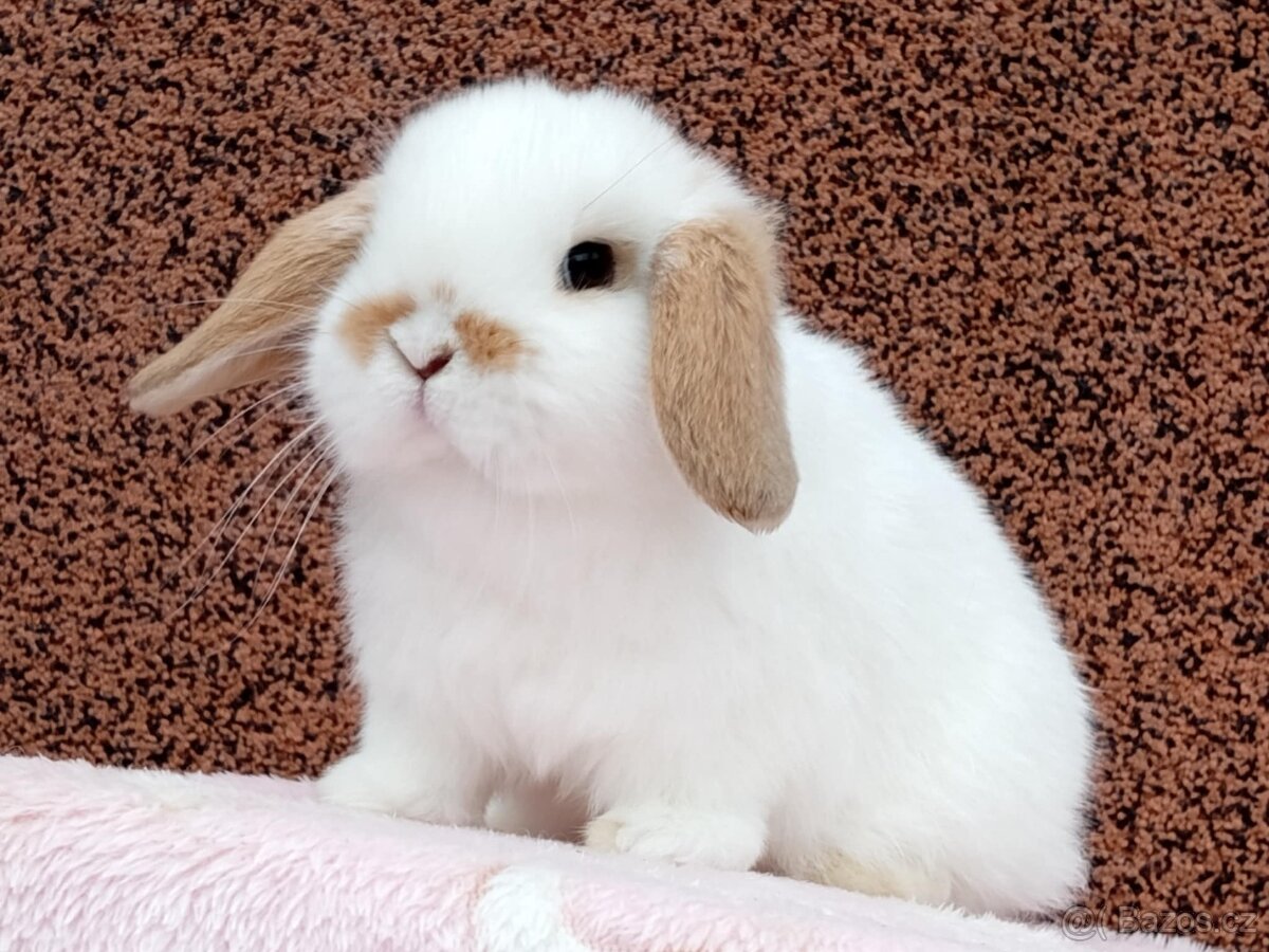 ★ Poslední Volná Samička k Odběru na Vánoce ★ - 2