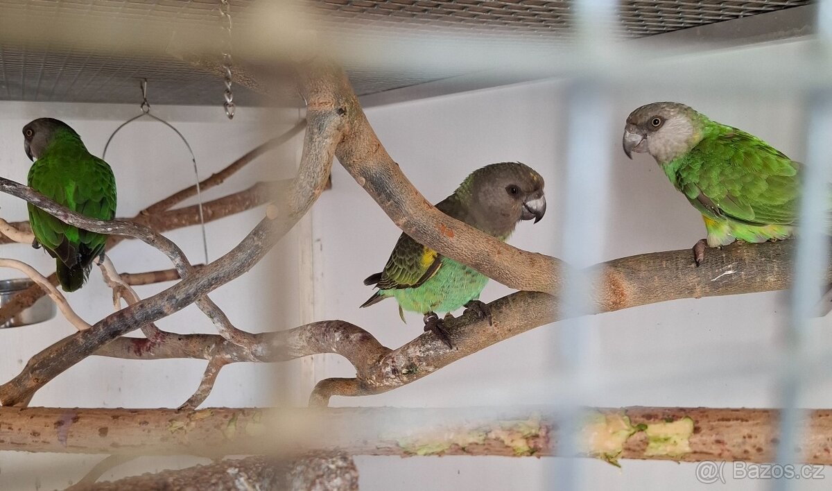 Papoušek žlutotemenný - 2