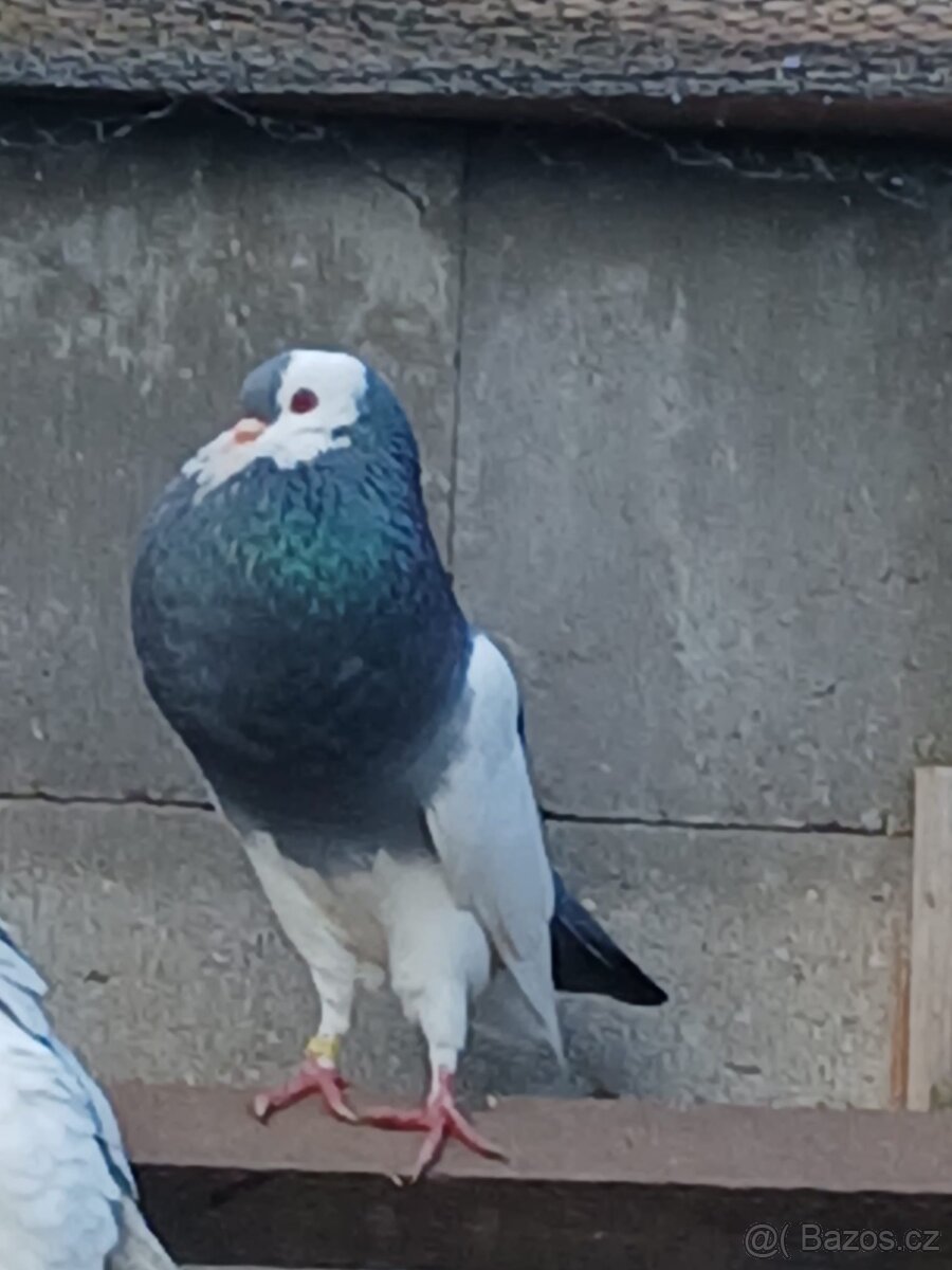 Holub Pávík a Stavák - 2