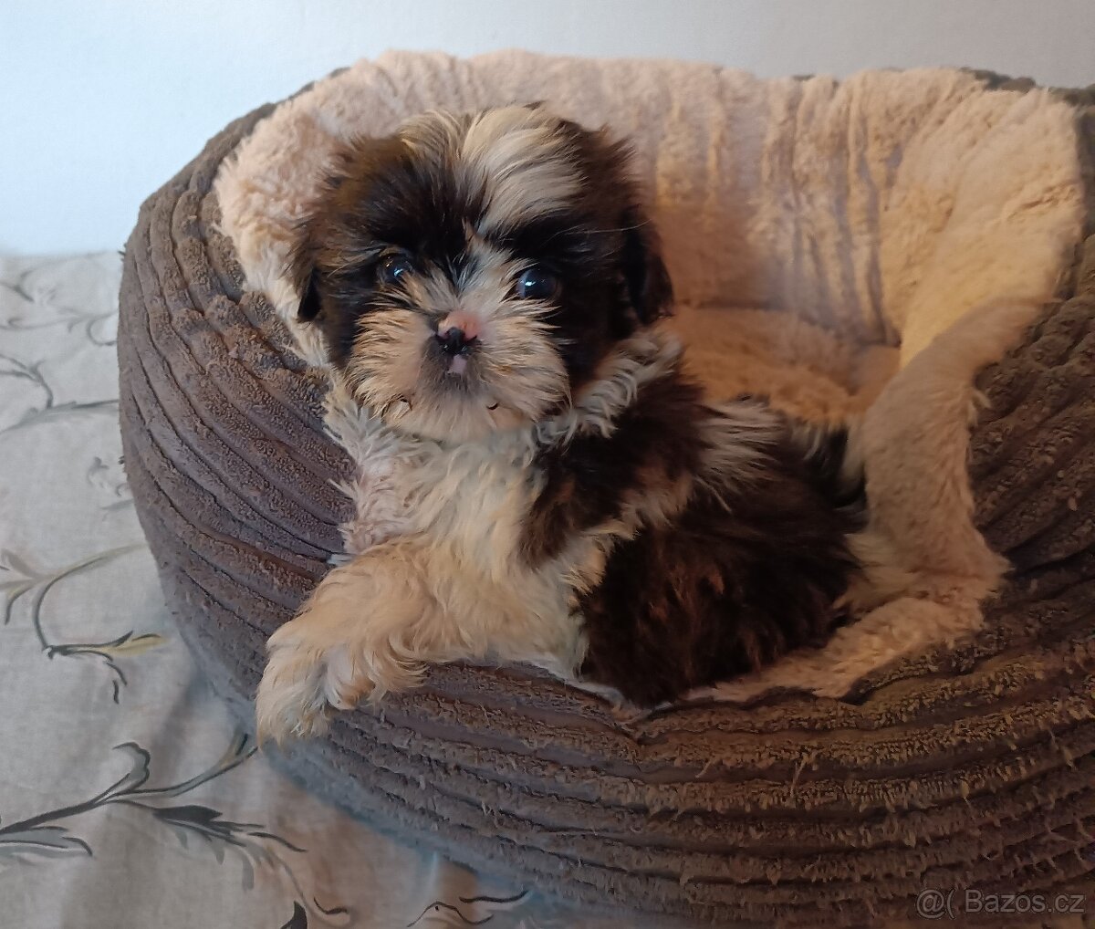 Shih-tzu - prodám štěňátka bez pp - 2