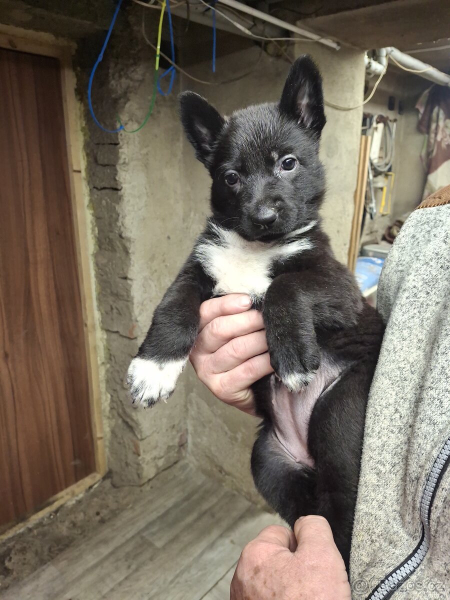 Německý ovčák štěňata bez PP - 2