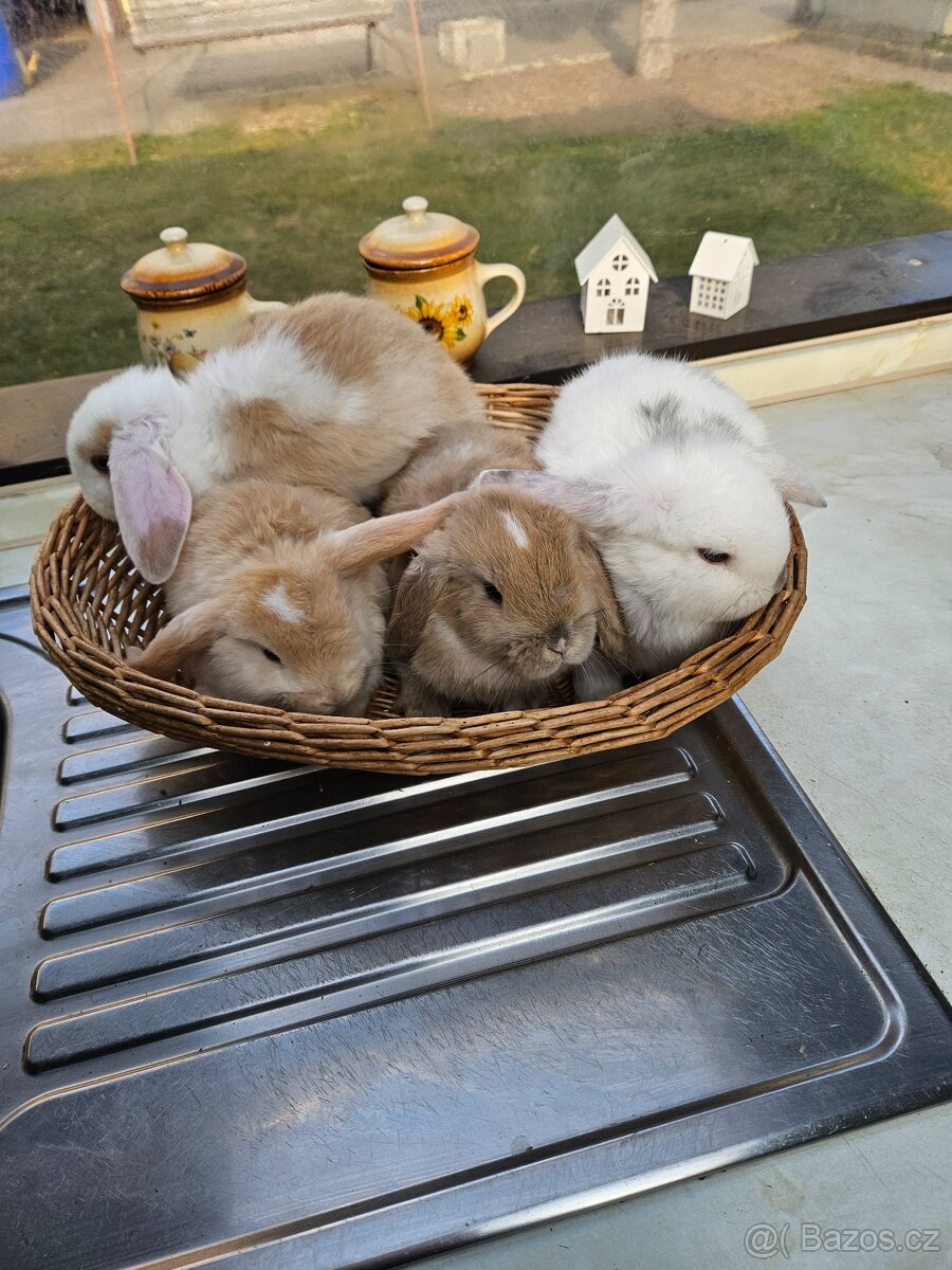 Zakrslý králík - 2