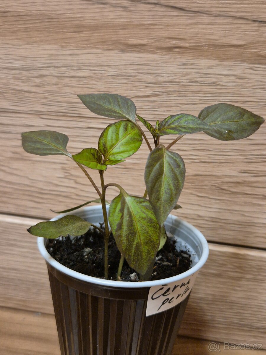 Sazenice chilli a paprik - 2