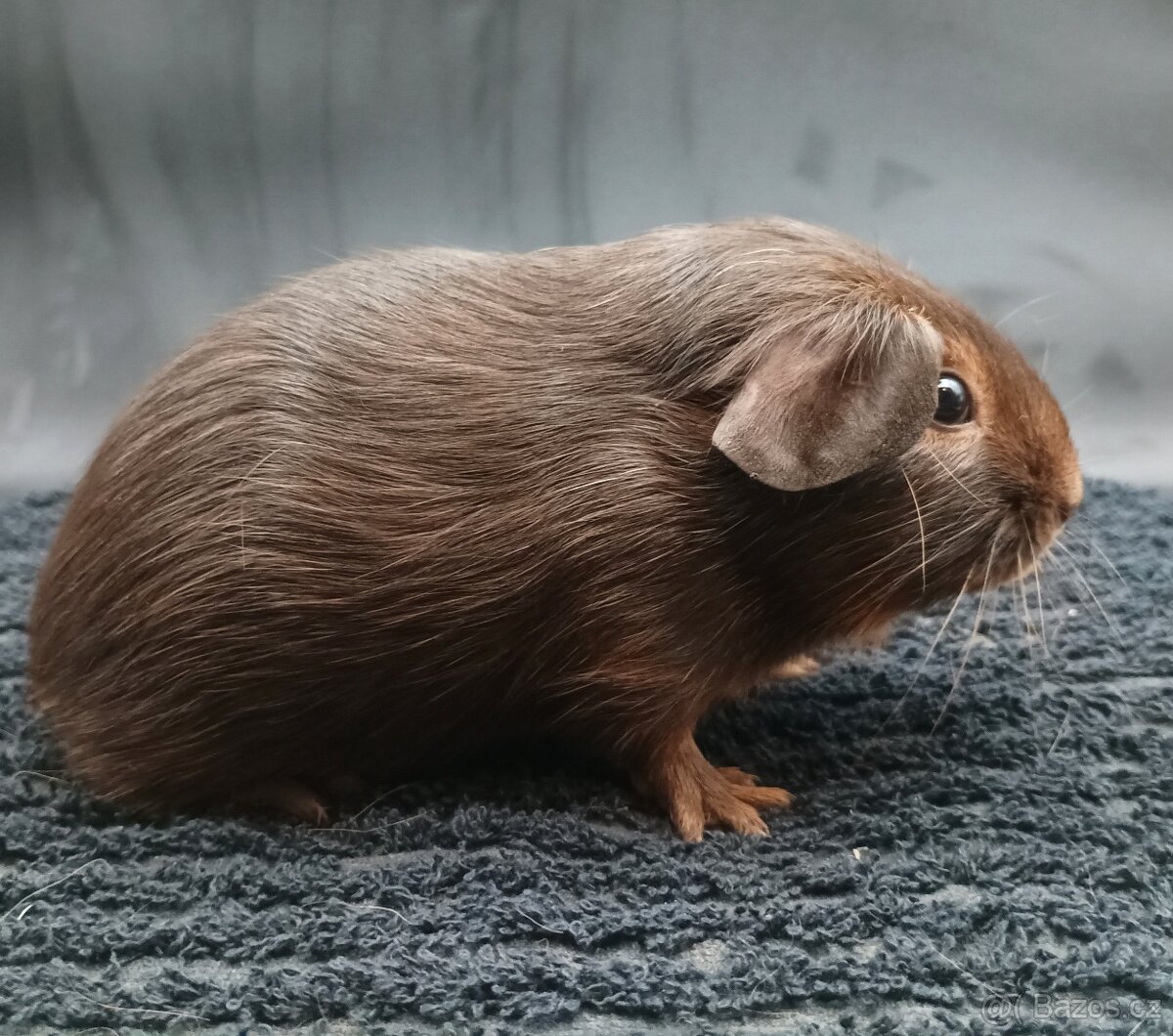 Morče, morčátko s PP, rozeta - 2