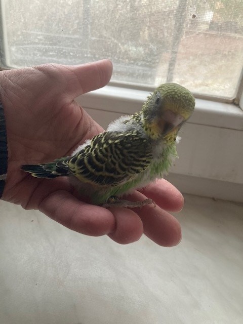 Andulky na ochočení - 2