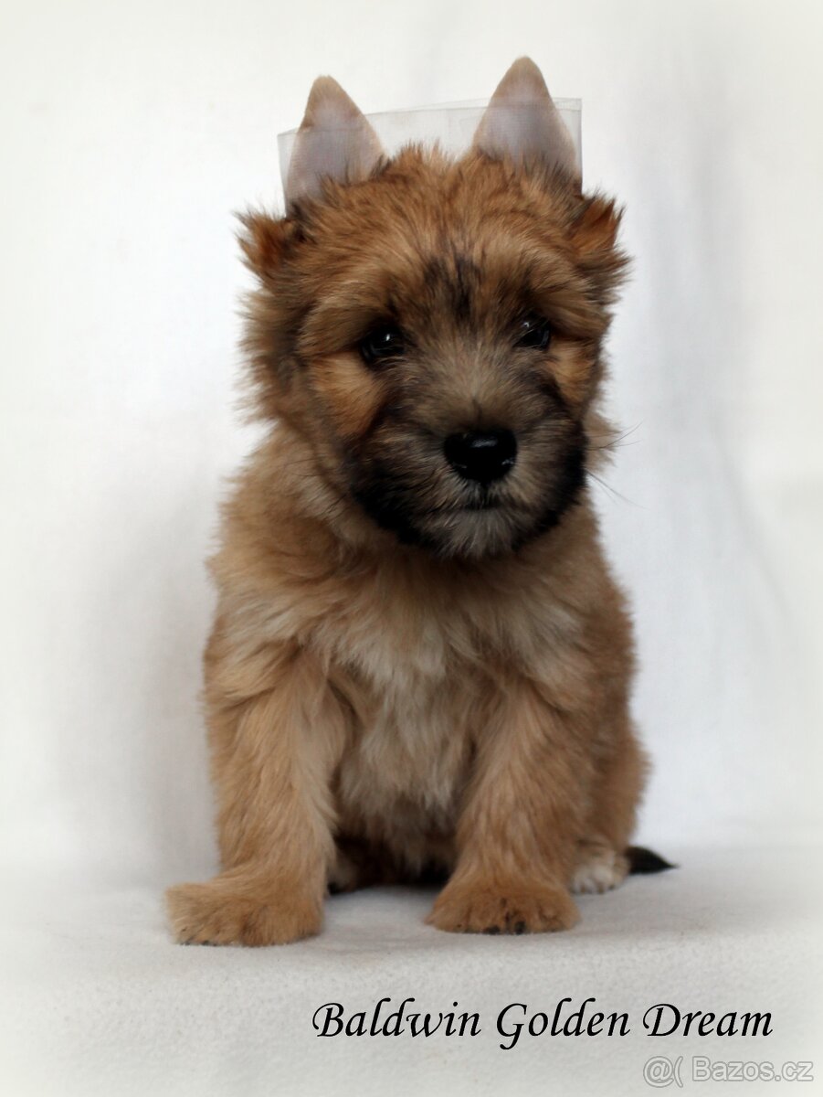 barevný jorkšírský teriér - Yorkshire Terrier - 2
