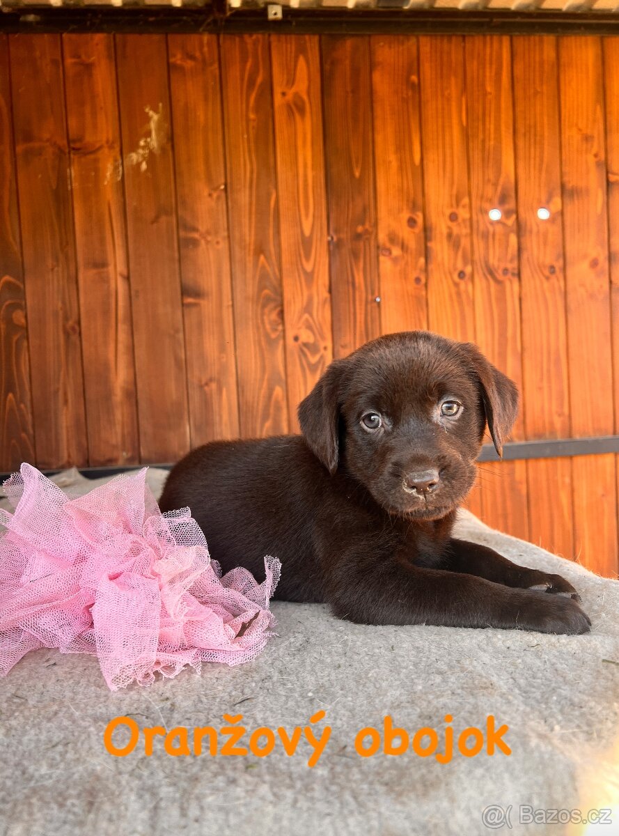 Labrador šteniatka - 2