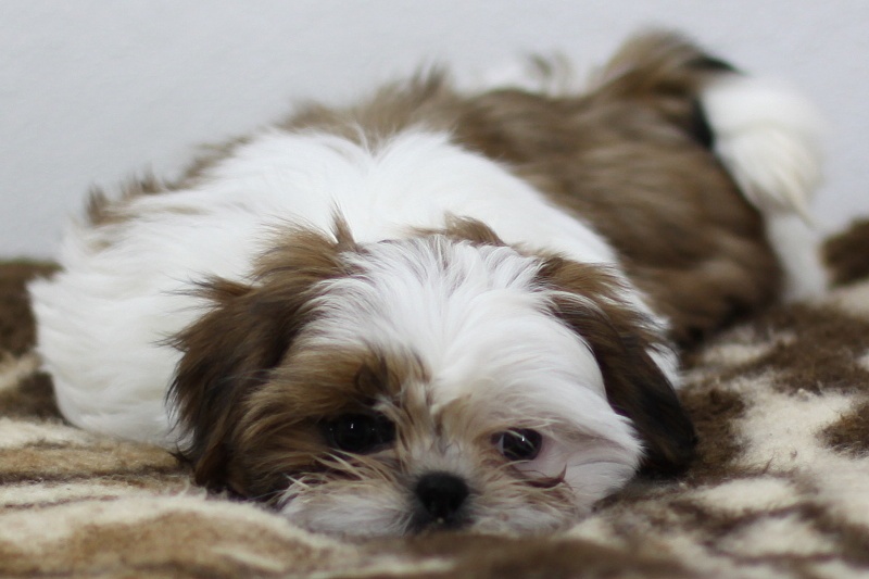 Shih-tzu, Shih tzu, si cu bez pp - 2