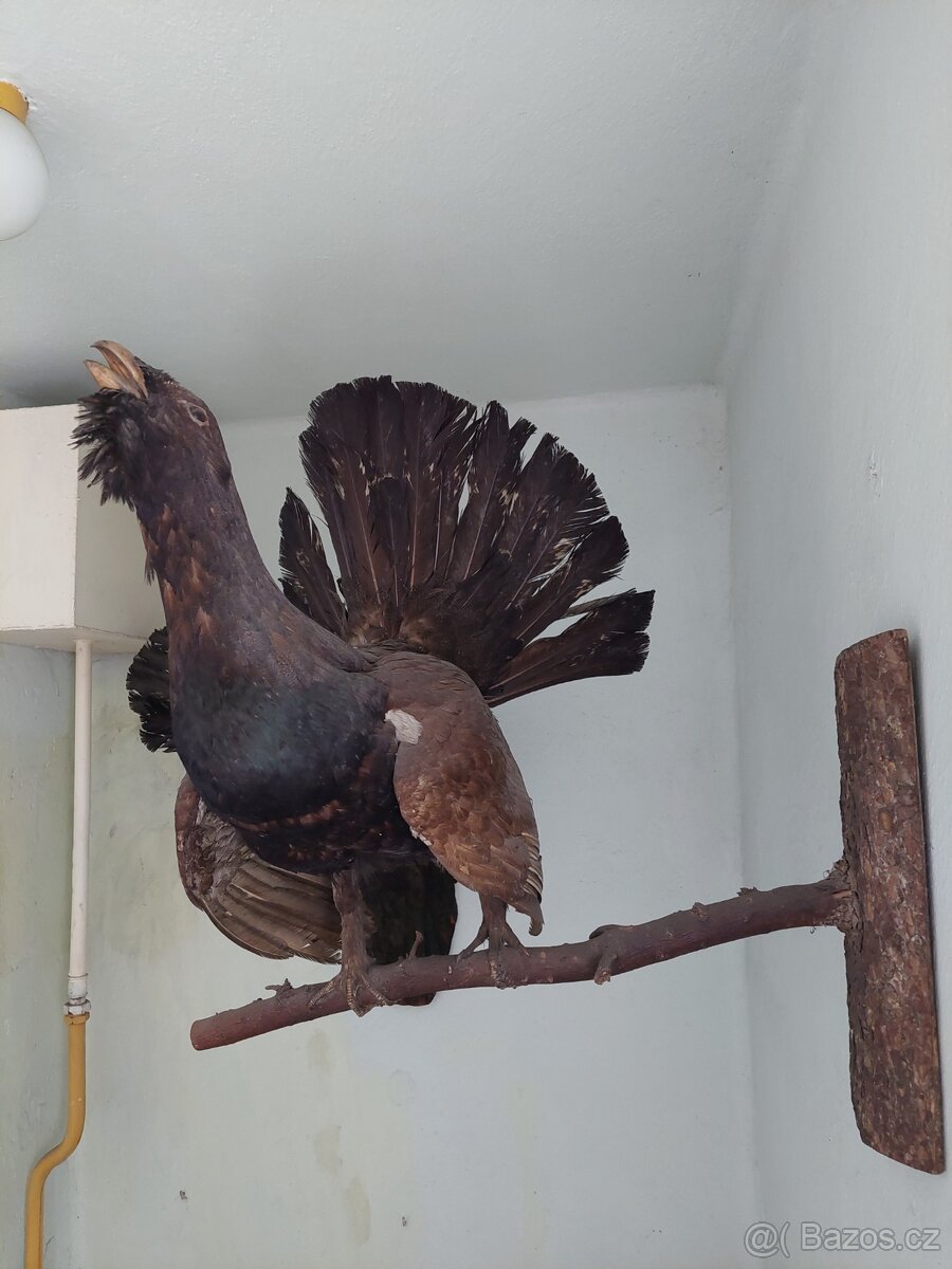 Vypreparovaná zvířata a parohy. - 2