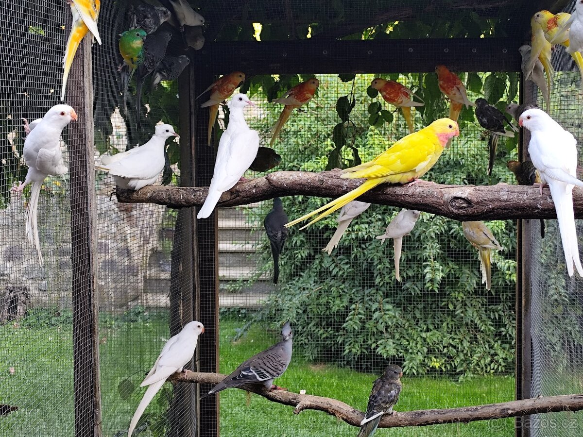 Papoušek alexandřin - 2